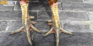 Vảy gà khai vương